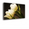 Białe tulipany - obraz nowoczesny kwiaty nr 2202