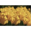 Pole tulipanów - obraz nowoczesny kwiaty nr 2205
