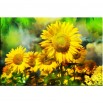 Słoneczniki - obraz nowoczesny kwiaty nr 2213