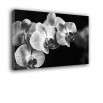 Czarny storczyk - obraz nowoczesny kwiaty nr 2293