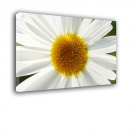 Kwiat Stokrotki - obraz na płótnie nr 2304