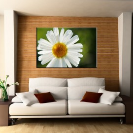 Kwiat Margerytki - obraz na ścianę drukowany na płótnie nr 2308