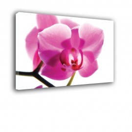 Kwiat storczyka - obraz na płótnie nr 2314