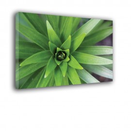 Zielone liście gwiazdy - obraz na płótnie nr 2327