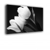 Tulipany czarno białe - obraz nowoczesny kwiaty nr 2028