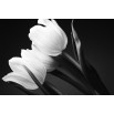 Tulipany czarno białe - obraz nowoczesny kwiaty nr 2028