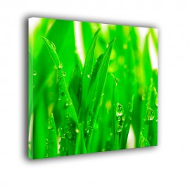 Liście trawy z rosą - obraz nowoczesny nr 2358