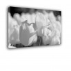 Białe tulipany - obraz na płótnie nr 2366