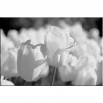 Białe tulipany - obraz na płótnie nr 2366