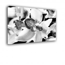 Czarno biały storczyk - obraz na płótnie nr 2386