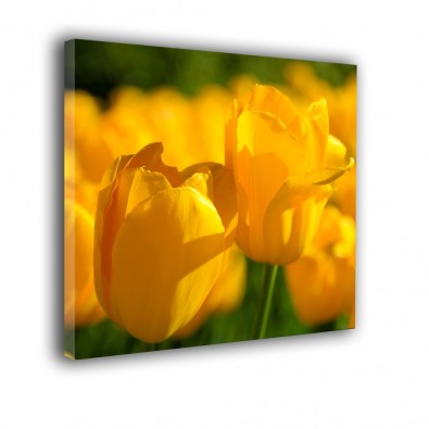Kwadratowe tulipany - obraz nowoczesny kwiaty nr 2396