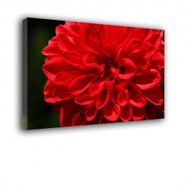 Czerwony kwiat dalia - obraz nowoczesny nr 2400