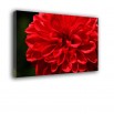 Czerwony kwiat dalia - obraz nowoczesny nr 2400