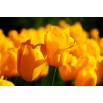 Tulipany żółte - obraz nowoczesny kwiaty nr 2034