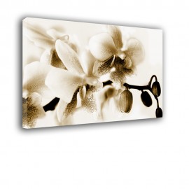 Brązowy kwiat orchidei - obraz nowoczesny nr 2402