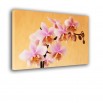 Łososiowa orchidea - obraz nowoczesny kwiaty nr 2412