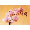 Łososiowa orchidea - obraz nowoczesny kwiaty nr 2412