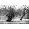 Stare drzewo - czarno biały obraz nowoczesny nr 2424