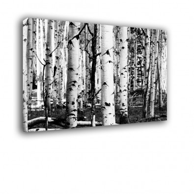 Czarno białe brzozy - obraz nowoczesny drzewa nr 2426
