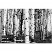Czarno białe brzozy - obraz nowoczesny drzewa nr 2426