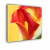 Czerwona kalia - obraz nowoczesny kwiaty nr 2428