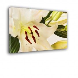Liliowe kwiaty - obraz na ścianę nr 2439