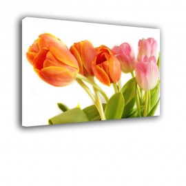 Wiązka tulipanów - obraz na ścianę nr 2600