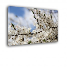 Białe kwiatostany - obraz na płótnie nr 2469