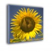 Słonecznik w kwadracie - obraz nowoczesny kwiaty nr 2483