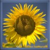 Słonecznik w kwadracie - obraz nowoczesny kwiaty nr 2483
