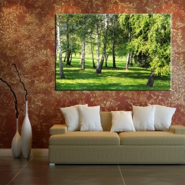 Brzozowy las - obraz na ścianę nr 2510