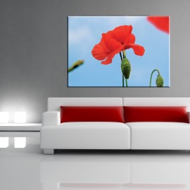 Mak na niebie - obraz nowoczesny kwiaty nr 2519