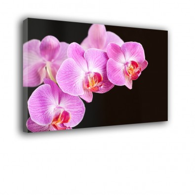 Orchidea na czarnym tle - obraz nowoczesny kwiaty nr 2066