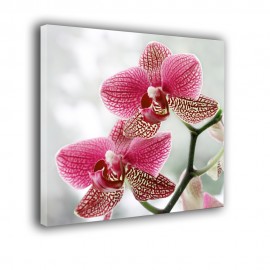Orchidea - obraz nowoczesny kwiaty nr 2043