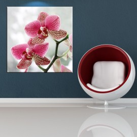 Orchidea - obraz nowoczesny kwiaty nr 2043