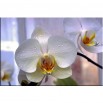 Orchidea w oknie - obraz nowoczesny kwiaty nr 2101