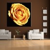 Herbaciana róża - obraz nowoczesny - kwiaty nr 2142