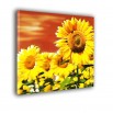 Ogniste słoneczniki - obraz nowoczesny - kwiaty nr 2145
