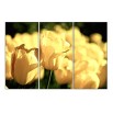 Żółte tulipany - obraz nowoczesny kwiaty nr 2616