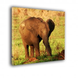 Mały słoń - obraz na ścianę nr 2157