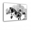 Orchidea czano biała - nowoczesny obraz kwiaty nr 2160