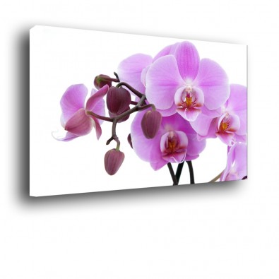 Orchidea - obraz nowoczesny kwiaty nr 2009