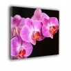 Różowa orchidea - obraz nowoczesny kwiaty nr 2171