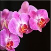 Różowa orchidea - obraz nowoczesny kwiaty nr 2171